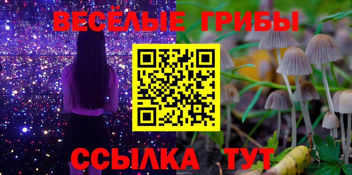 Галлюциногенные грибы Psilocybe Черняховск
